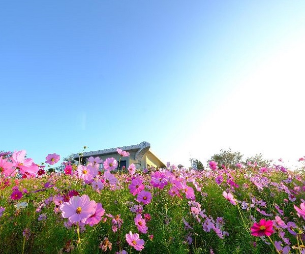 和歌山でオススメのプロポーズスポットといえば鷲ヶ峰コスモスパーク